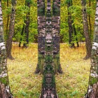 Осень в лесопарке :: Владимир Кроливец