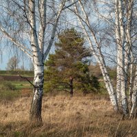 Одинокая сосна :: Дмитрий Ряховский