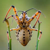 Клоп (Rhynocoris punctiventris) :: Александр Григорьев