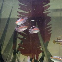 Экзотические рыбки :: Freddy 97