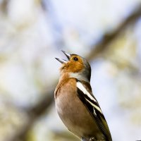 Зяблик :: Валерий Черняк