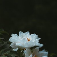 Пионы в парке :: Дмитрий 