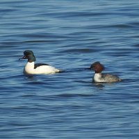 весна :: ИННА ПОРОХОВА