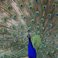 красавец сам собою :: Олег Лукьянов красавец сам собою :: Олег Лукьянов