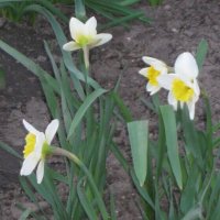 Весенние цветы :: Дмитрий Никитин Весенние цветы :: Дмитрий Никитин