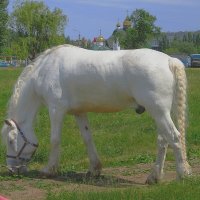 что там грива и копыта! ?...главное - хвост!! :: Надежда Борисенко