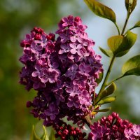 Расцвела сирень :: Юрий. Шмаков Расцвела сирень :: Юрий. Шмаков