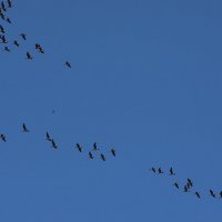 Гусь :: краснов юрий Гусь :: краснов юрий