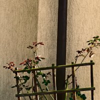 Весенние зарисовки 90 :: Алексей Кузнецов