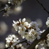 Первым зацвёл абрикос... :: Сергей К. 