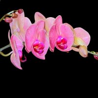 Большое семейство :: Сергей Карачин