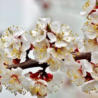 Вот и абрикосы зацвели! :: Восковых Анна Васильевна 