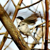 Черноголовая гаичка! :: Восковых Анна Васильевна 