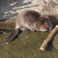 Бобр :: <<< Наташа >>>