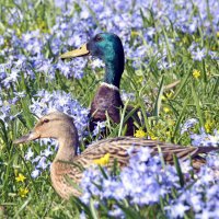 18 апреля в Ботсаду :: Михаил Бибичков 18 апреля в Ботсаду :: Михаил Бибичков