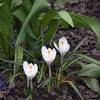 Первые :: Владимир Кроливец Первые :: Владимир Кроливец