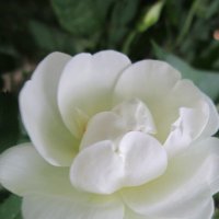 Цветок шиповника :: Дмитрий Никитин