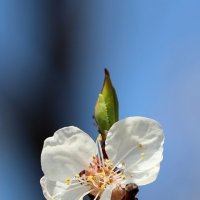 И росток :: Александр Кондаков