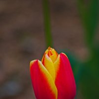 Тюльпан :: Giant Tao / Тюльпан :: Giant Tao /