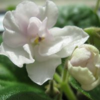 Нежность :: Елена Семигина Нежность :: Елена Семигина