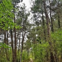 Прогулка в лесу :: Tata Wolf