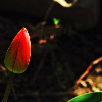 Скоро распустится :: Юрий Гайворонскiий