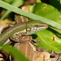 Прыткая ящерица :: Oleg4618 Шутченко