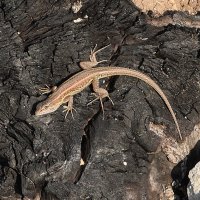 Вопрошающий взгляд (Живородящая ящерица) :: Oleg4618 Шутченко Вопрошающий взгляд (Живородящая ящерица) :: Oleg4618 Шутченко