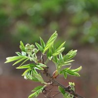 Рябина :: Oleg4618 Шутченко