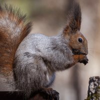 Какой мех, какой хвостик! :: Вадим Басов Какой мех, какой хвостик! :: Вадим Басов