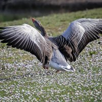 ****** :: Андроник Александр ****** :: Андроник Александр