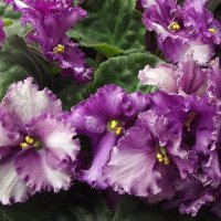 Фиалки :: Freddy 97