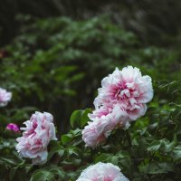 Сезон пионов :: Дмитрий 