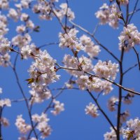 Цветущий апрель... :: Владимир Жданов