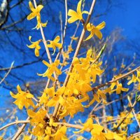 Форзиция :: Сапсан 