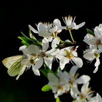 из снятого сегодня 9 :: Александр Прокудин