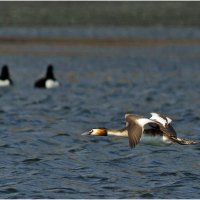 На бреющем :: Валентин Котляров