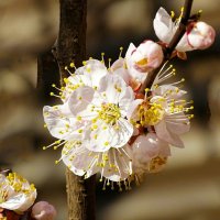 Цвет фруктовых деревьев в городе. :: Милешкин Владимир Алексеевич Цвет фруктовых деревьев в городе. :: Милешкин Владимир Алексеевич