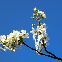 Цвет фруктовых деревьев в городе. :: Милешкин Владимир Алексеевич 