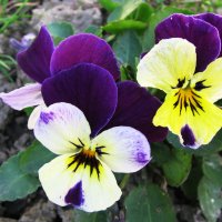 Сестрички :: Людмила Смородинская