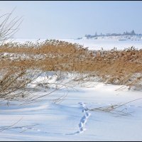 остров Свияжск :: **** vedin