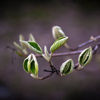 Весеннее :: Владимир Кроливец Весеннее :: Владимир Кроливец