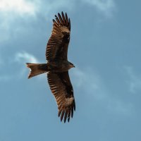 Небесный штурмовик. :: Вадим Басов