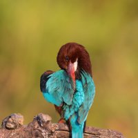 *** :: Евгений Фруман