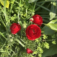 Ранункулюс лютик редкий :: Oleg4618 Шутченко