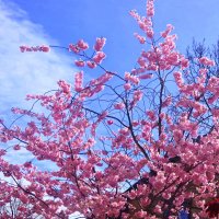 КПАСАВИЦА САКУРА (1) :: Елена Куприянова 