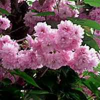 КРАСАВИЦА САКУРА :: Елена Куприянова КРАСАВИЦА САКУРА :: Елена Куприянова