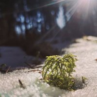 мох :: Юлiя :))