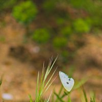 Крыло бабочки :: Giant Tao /