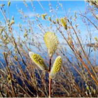 Светлой Пасхальной недели, друзья! :: Лия ☼
